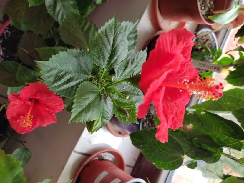 - Hibiscus 4