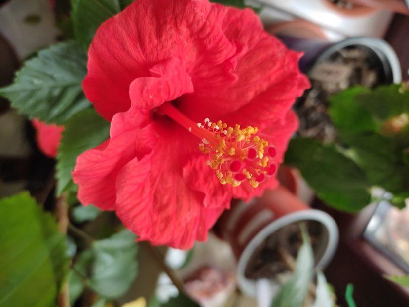  - Hibiscus 4