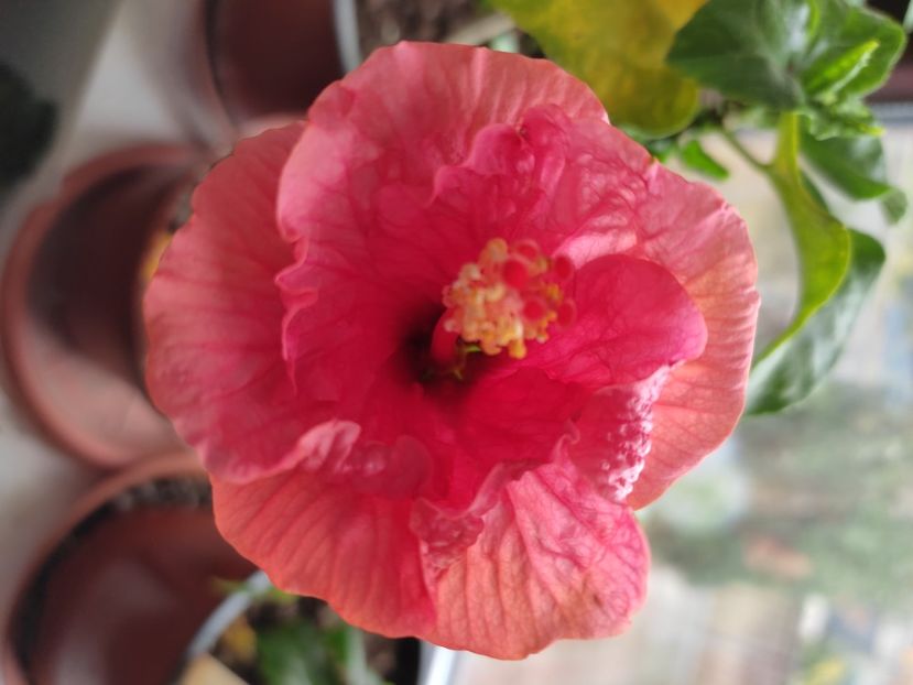  - Hibiscus 4