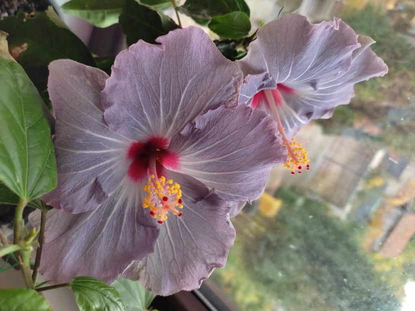  - Hibiscus 4