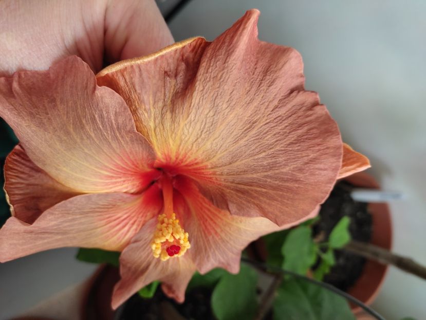  - Hibiscus 4