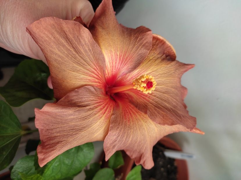  - Hibiscus 4