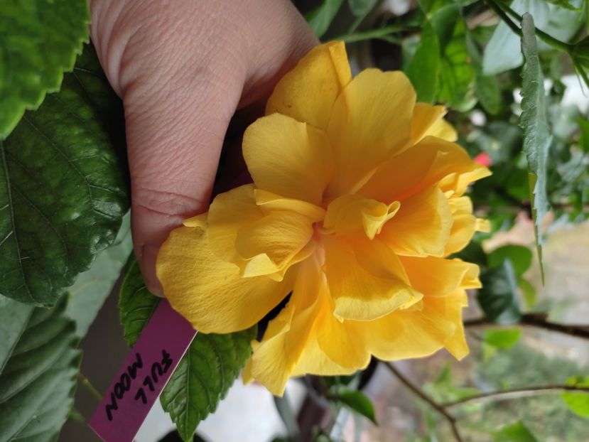  - Hibiscus 4