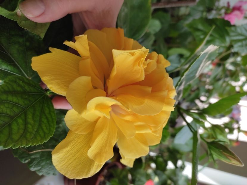  - Hibiscus 4
