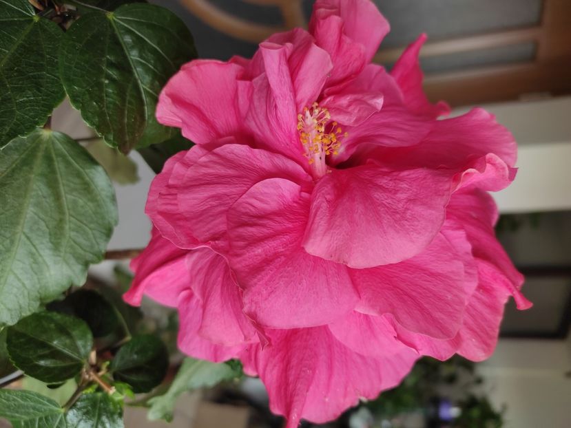  - Hibiscus 4