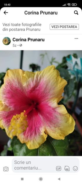 Screenshot_2021-10-22-18-40-43-310_com.facebook.katana - Hibiscus 4