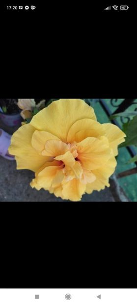 Screenshot_2021-10-22-17-20-10-536_com.facebook.orca - Hibiscus 4