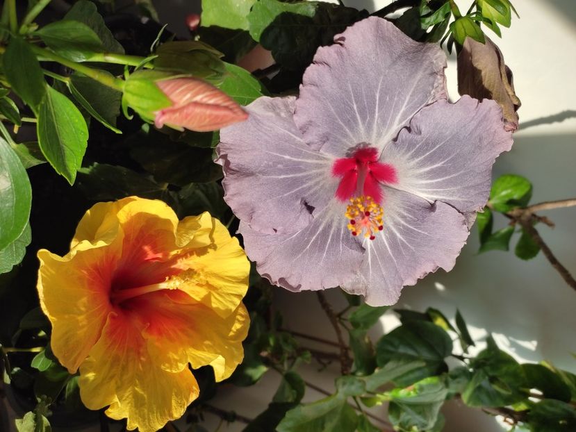  - Hibiscus 4