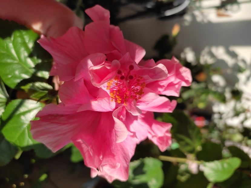  - Hibiscus 4