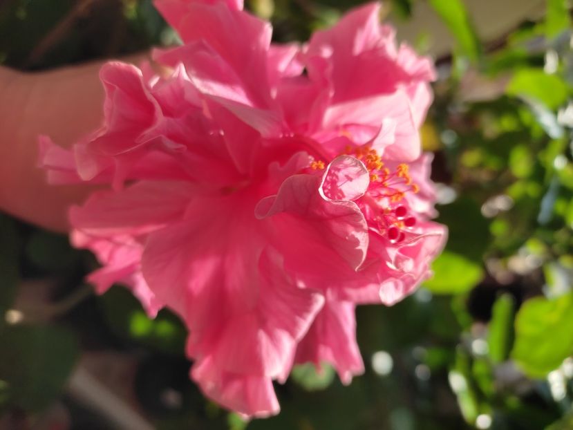  - Hibiscus 4