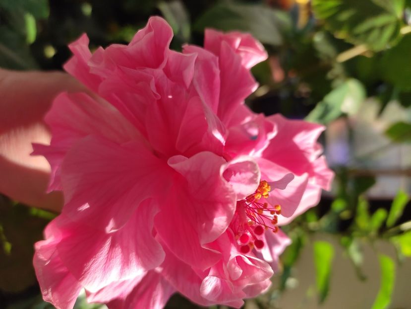  - Hibiscus 4