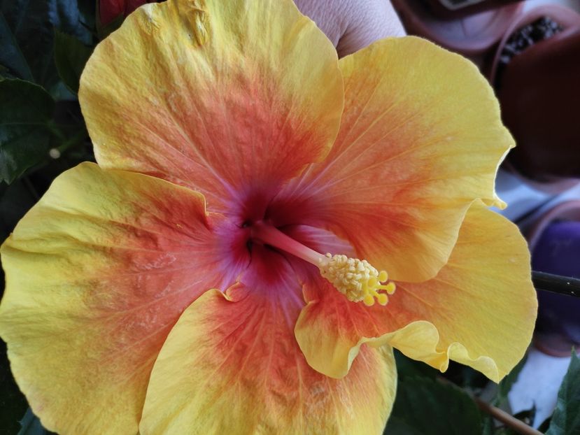  - Hibiscus 4