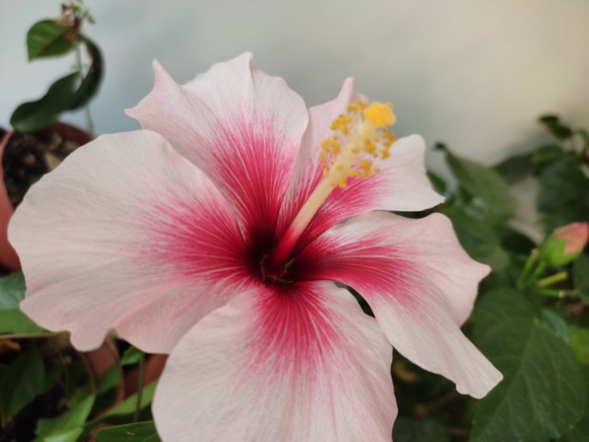  - Hibiscus 4