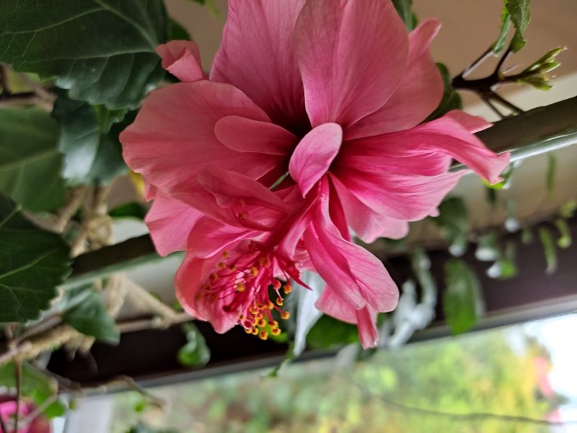  - Hibiscus 4