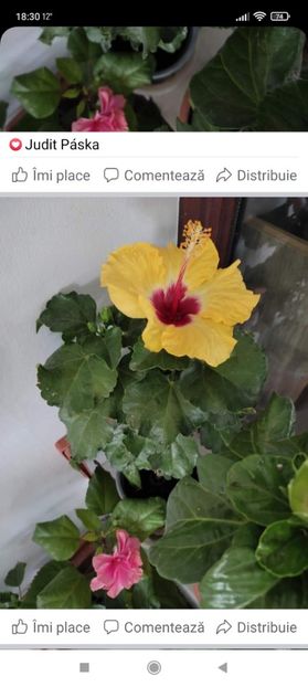 Screenshot_2021-10-18-18-30-14-676_com.facebook.katana - Hibiscus 4