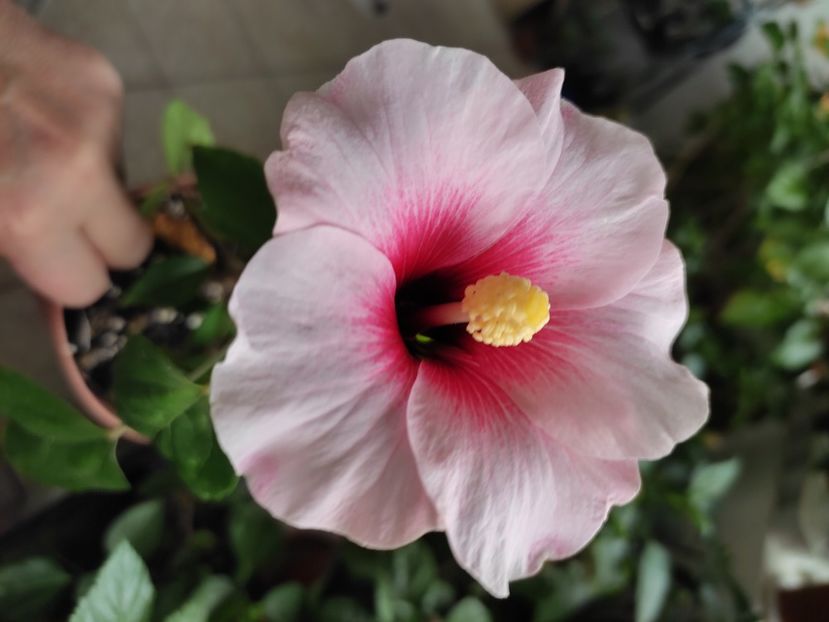  - Hibiscus 4