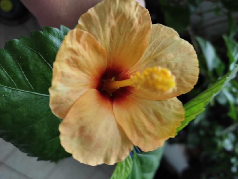  - Hibiscus 4