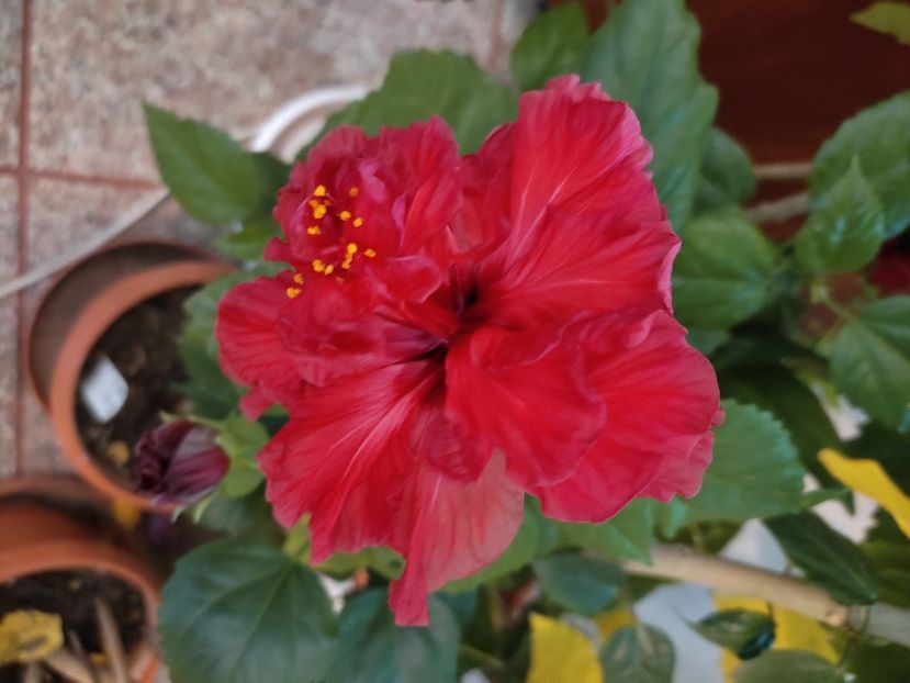  - Hibiscus 4