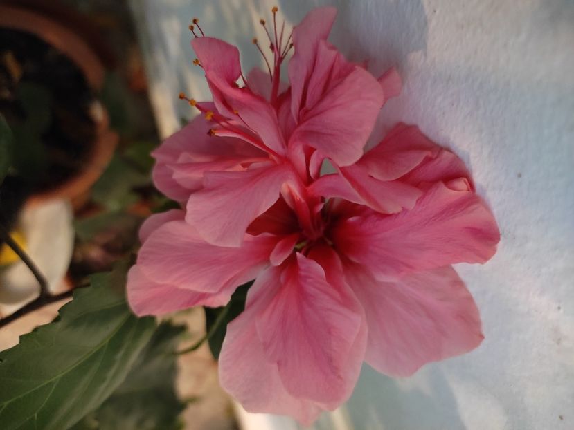  - Hibiscus 4