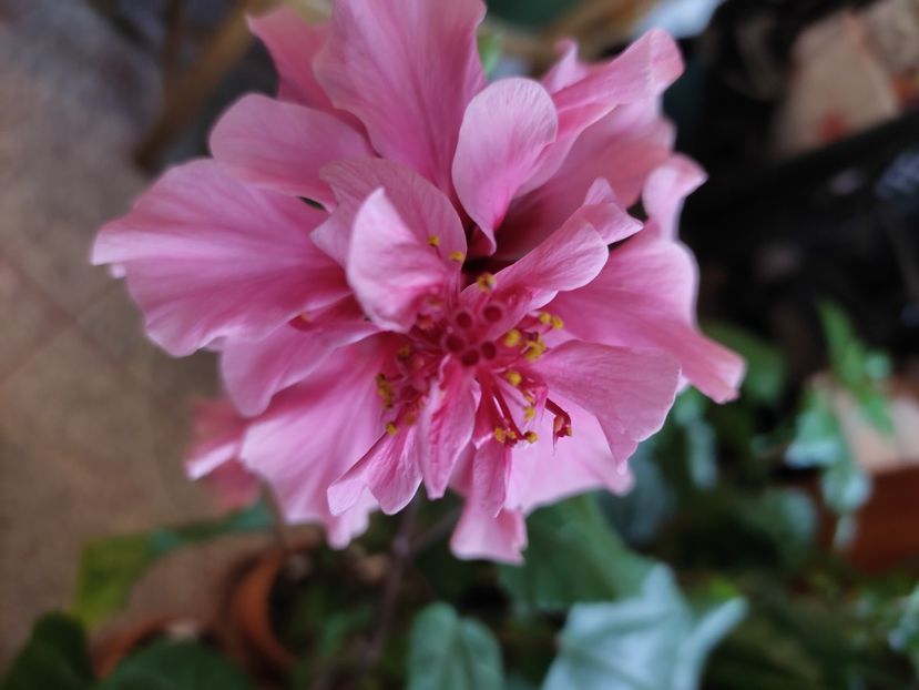  - Hibiscus 4