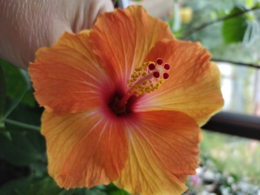  - Hibiscus 4