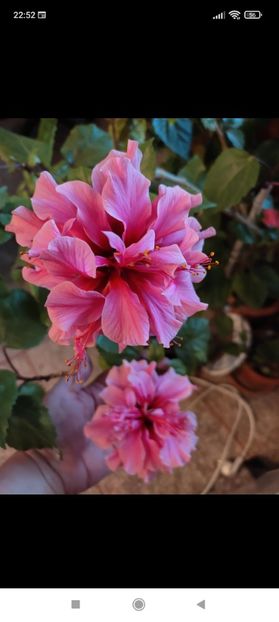 Screenshot_2021-10-16-22-52-50-204_com.facebook.orca - Hibiscus 4