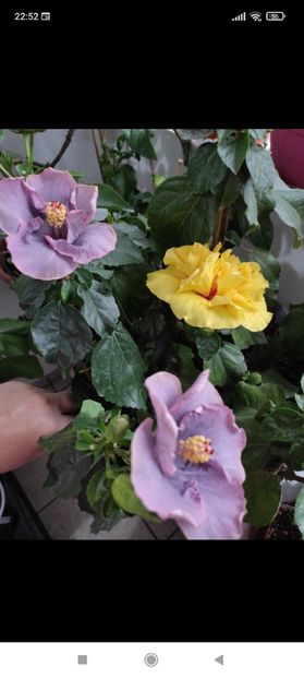 Screenshot_2021-10-16-22-52-46-669_com.facebook.orca - Hibiscus 4