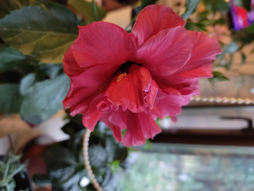  - Hibiscus 4