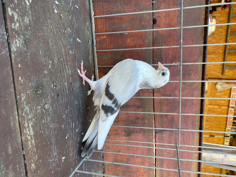 35503D87-4B5F-4663-9774-4DFC527C92E7 - Jucatori de Galați