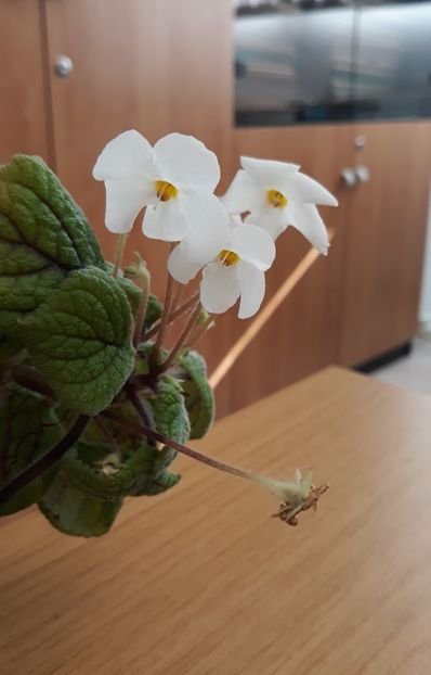  - 0001 2022 - Niphea oblonga