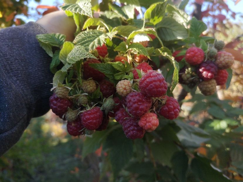 27.10 - Arbori fructiferi 2021