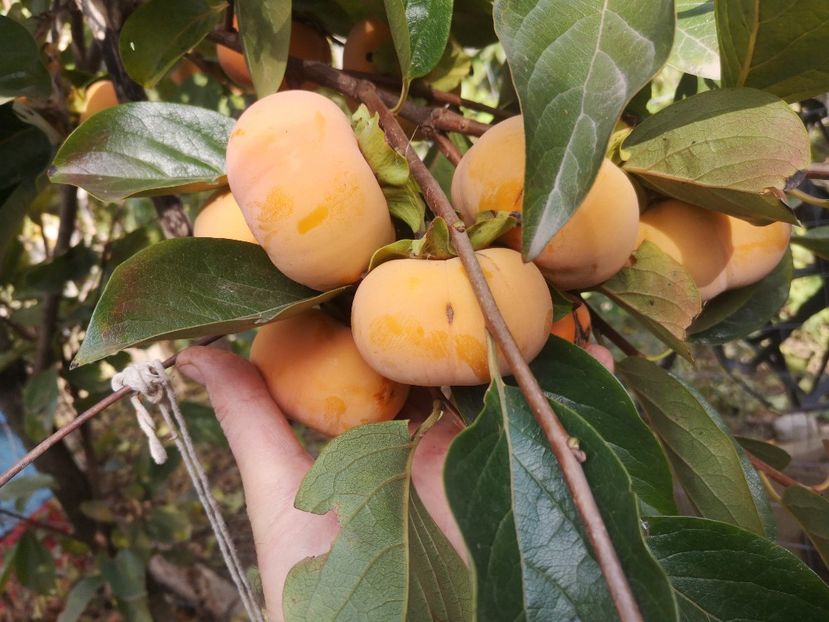 kaki Jiro 27.10 - Arbori fructiferi 2021