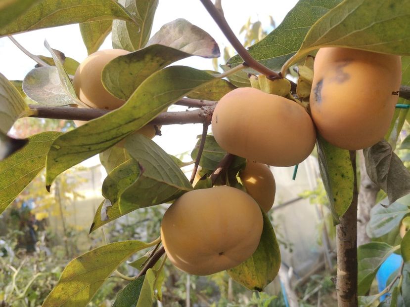  - Arbori fructiferi 2021