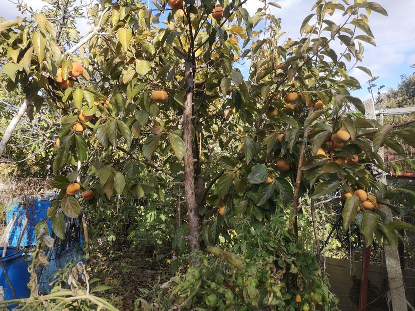  - Arbori fructiferi 2021