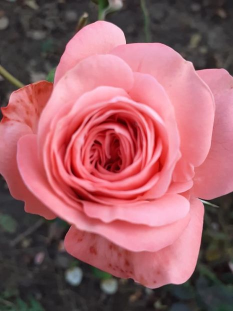  - Schockenborg Poulsen -floribunda