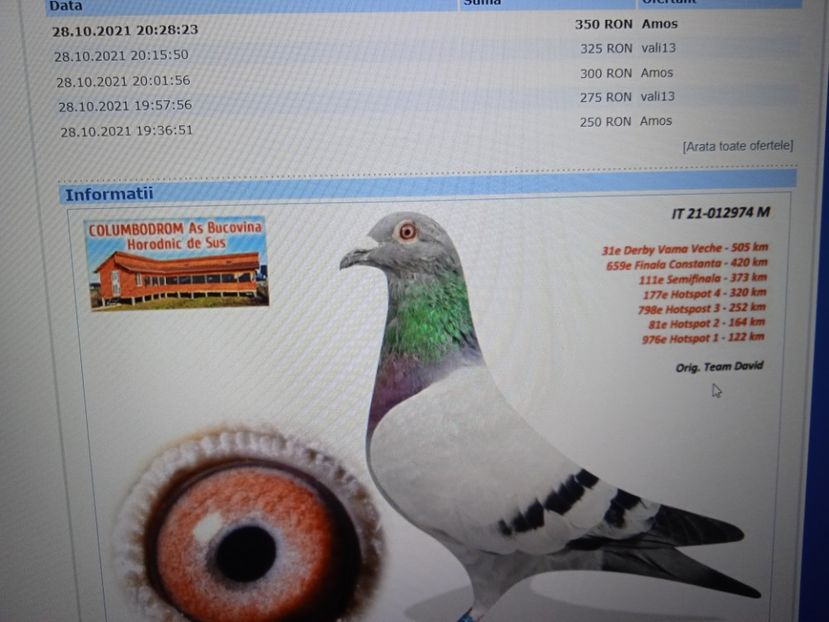  - Porumbei voiajori la matca