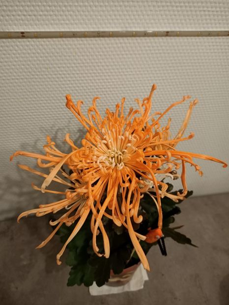 29.10.2021 - 1 Achiziție nouă