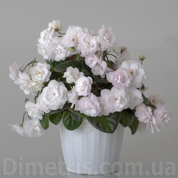 DS-Nevesta 2 - DS-Nevesta