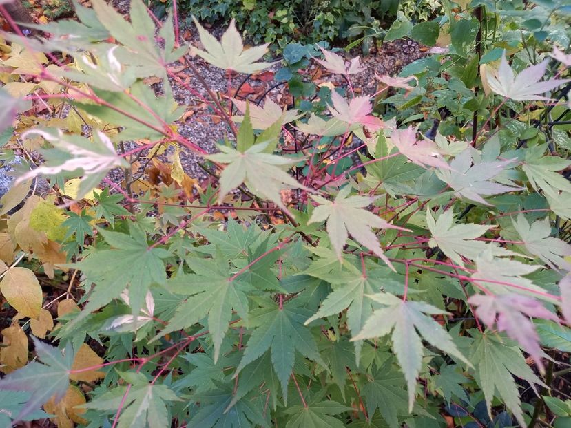 Acer Asahi-Zuru - Grădina 2021 continuare 3