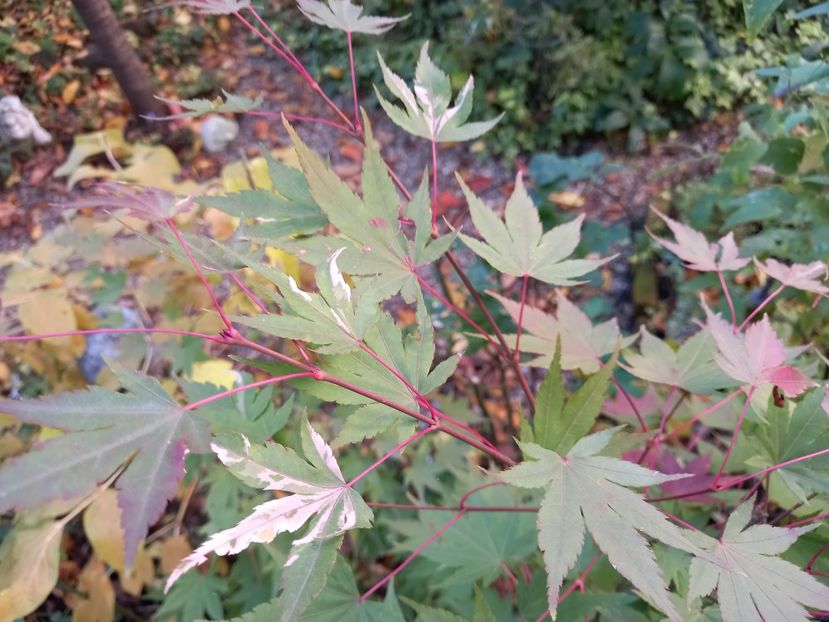  - Grădina 2021 continuare 3