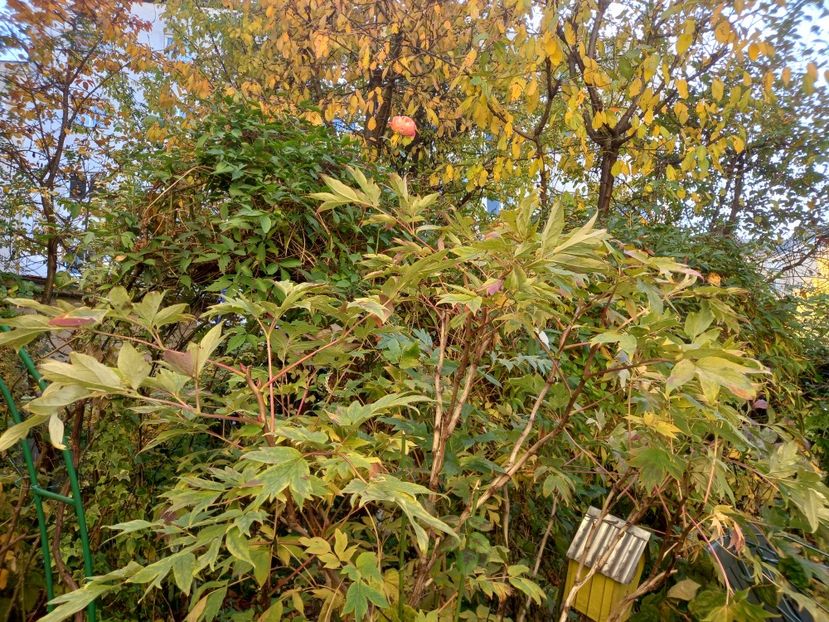  - Grădina 2021 continuare 3