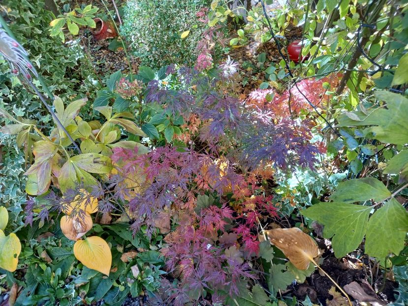  - Grădina 2021 continuare 3