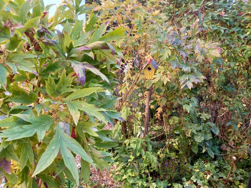  - Grădina 2021 continuare 3