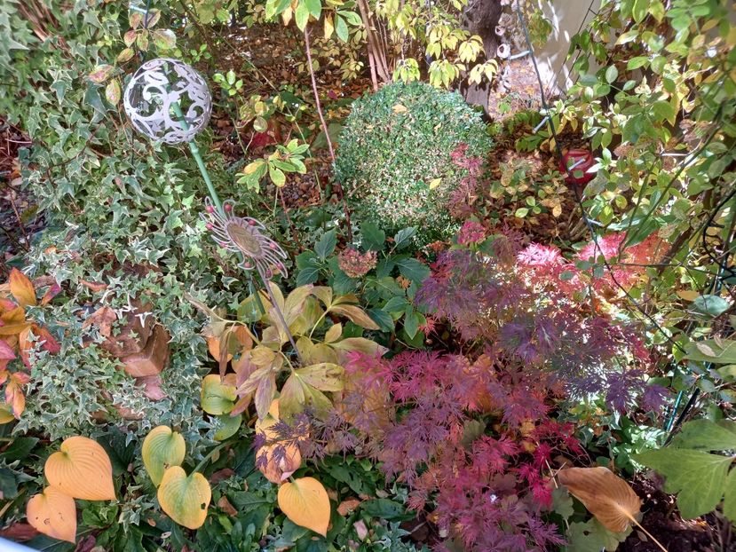  - Grădina 2021 continuare 3