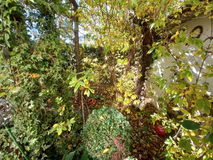  - Grădina 2021 continuare 3