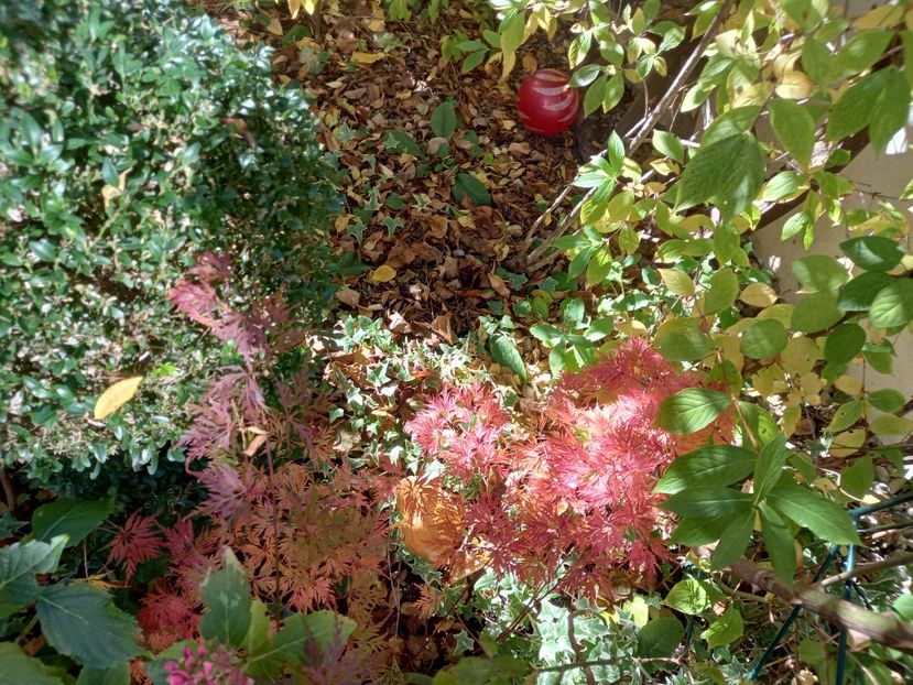  - Grădina 2021 continuare 3