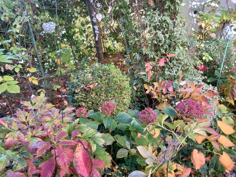  - Grădina 2021 continuare 3