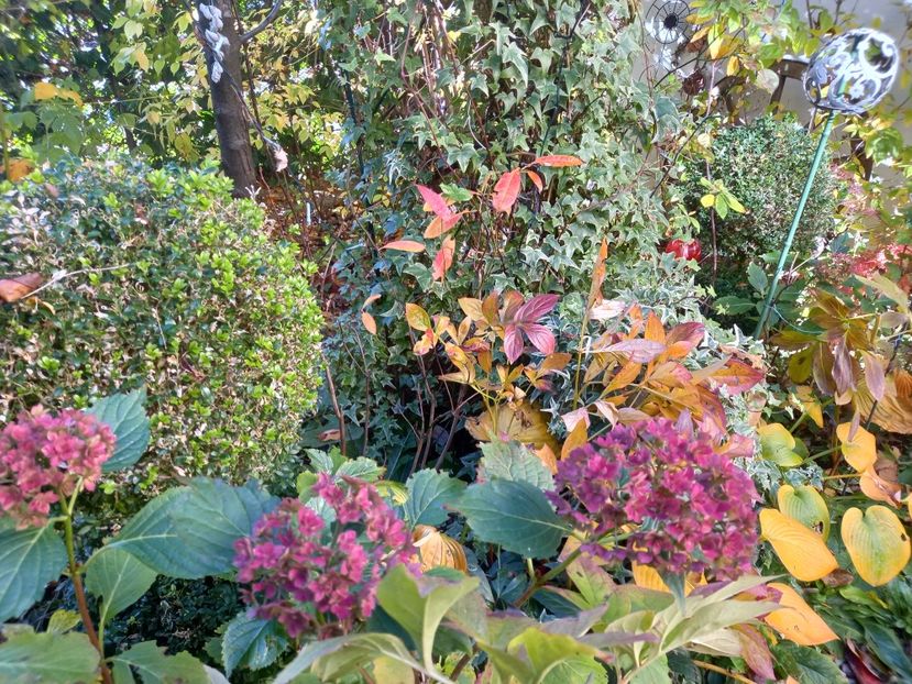  - Grădina 2021 continuare 3