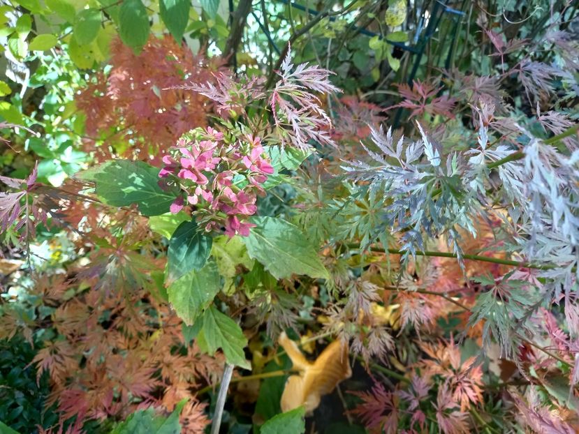  - Grădina 2021 continuare 3