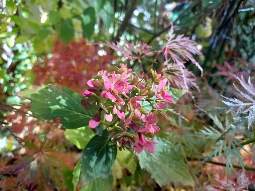  - Grădina 2021 continuare 3